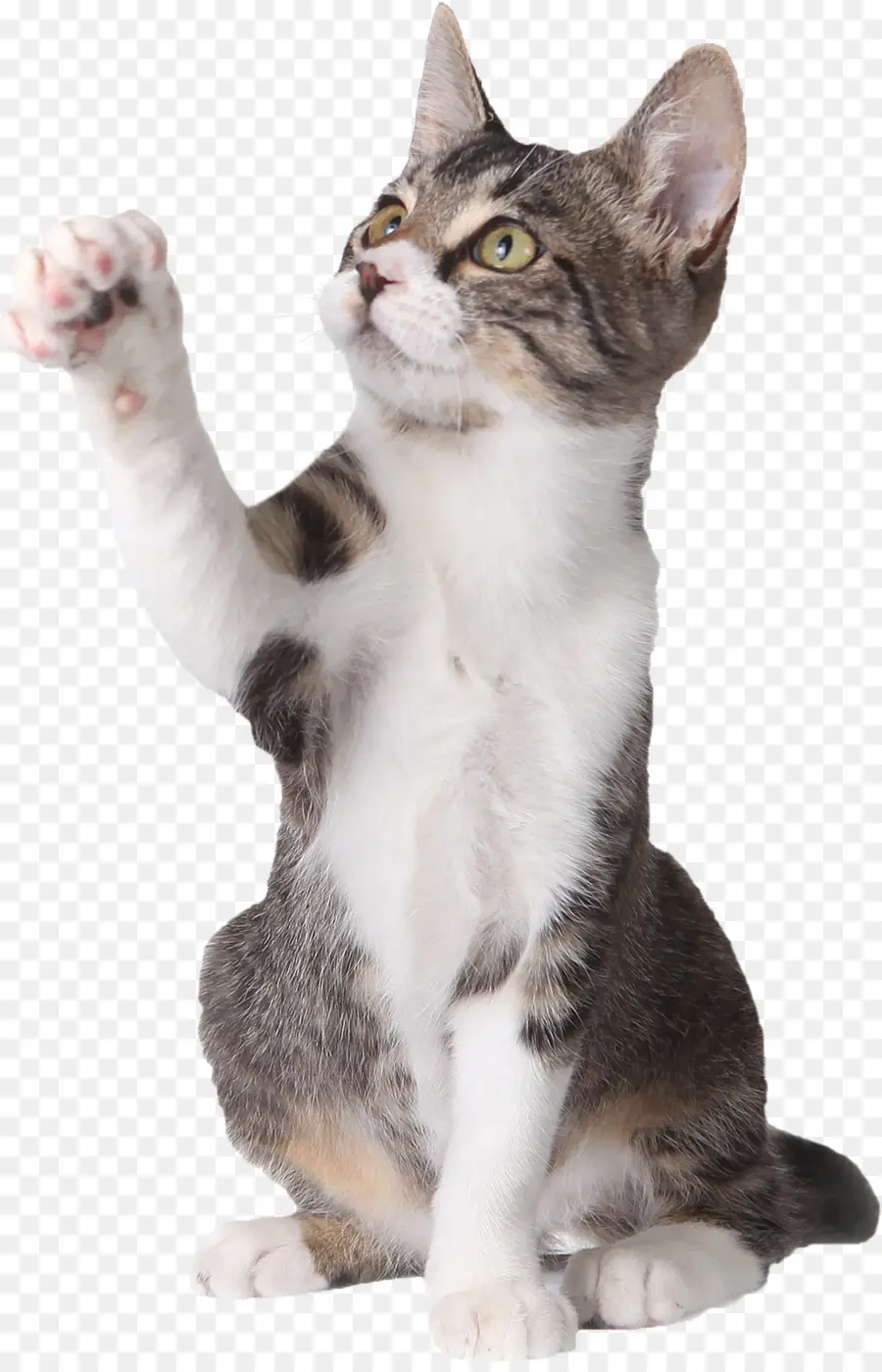 Gato，Gatinho PNG