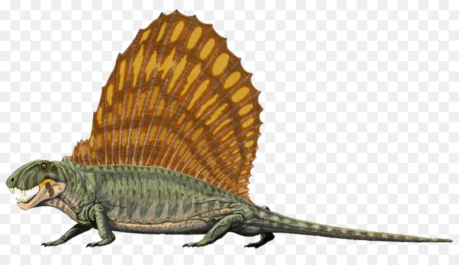 Dimetrodon Limbatus，Répteis PNG