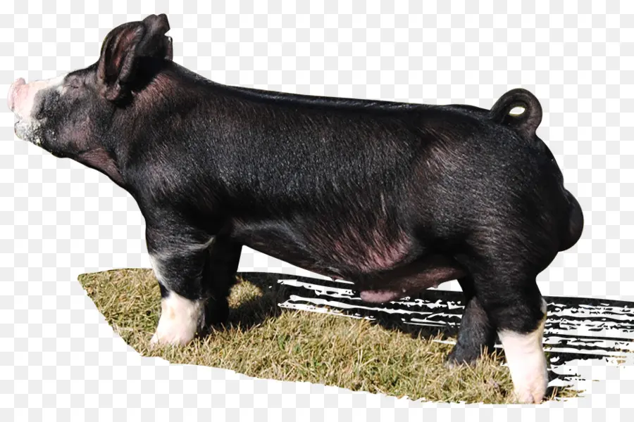 Berkshire Porco，Hampshire Porco PNG