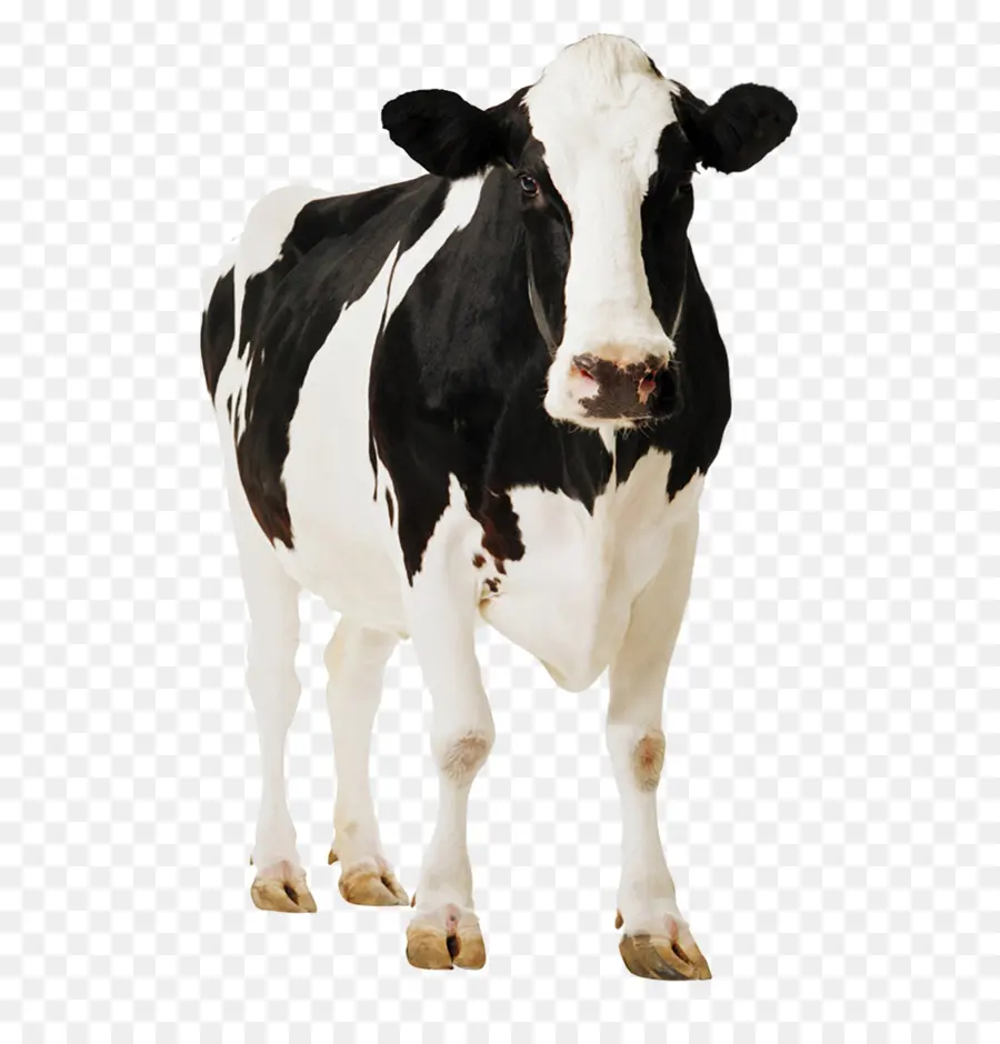 Holstein Frísia Gado，Gyr Gado PNG