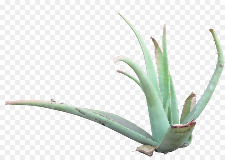 Planta De Agave，Suculenta PNG