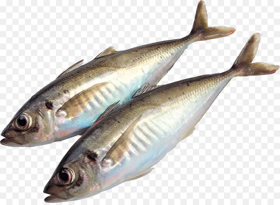 Dois Peixes，Aquático PNG