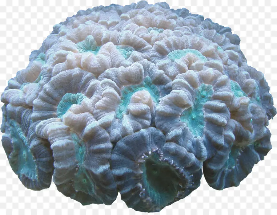 Coral，Software De Computador PNG