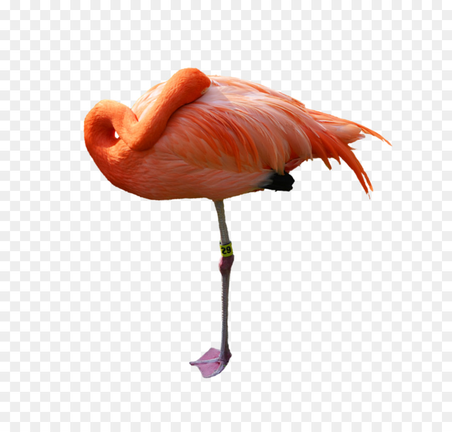 Flamingo，Fotografia De Stock PNG