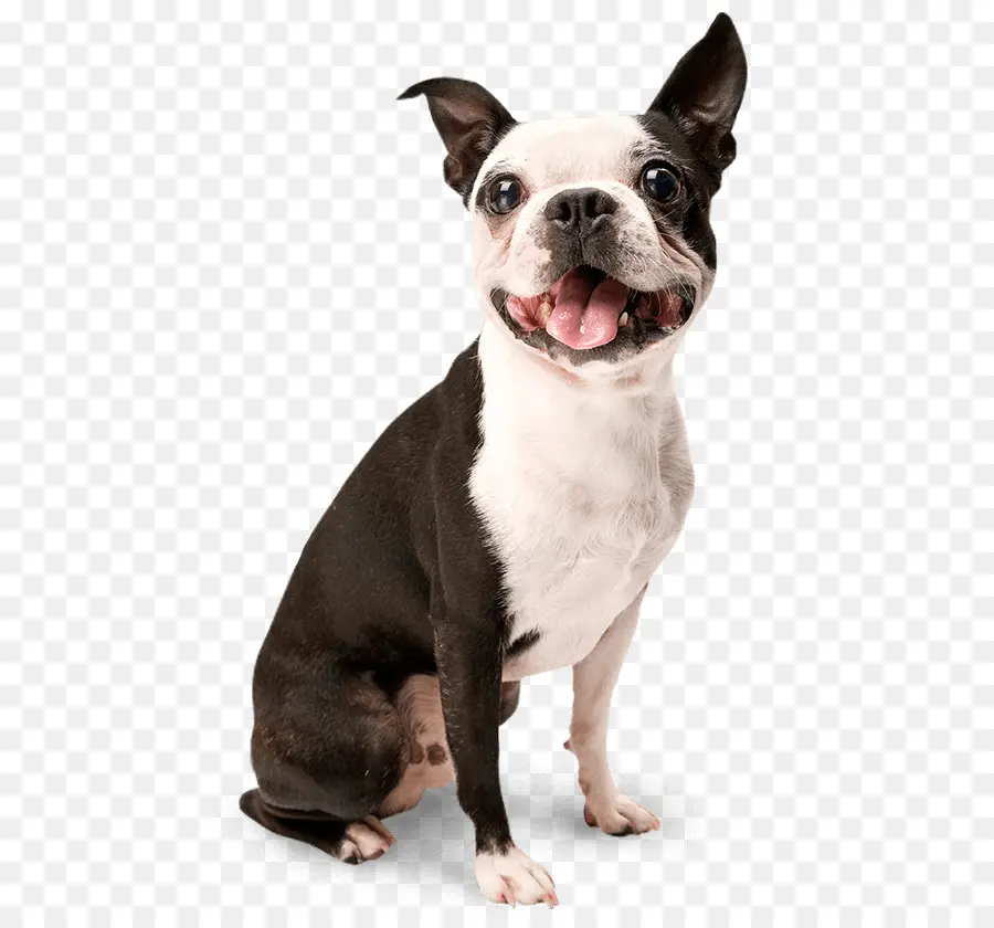 Cão，Filhote De Cachorro PNG