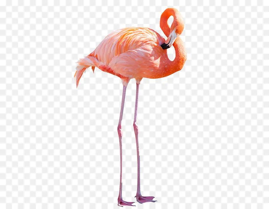 O Flamingo，Flamingo PNG