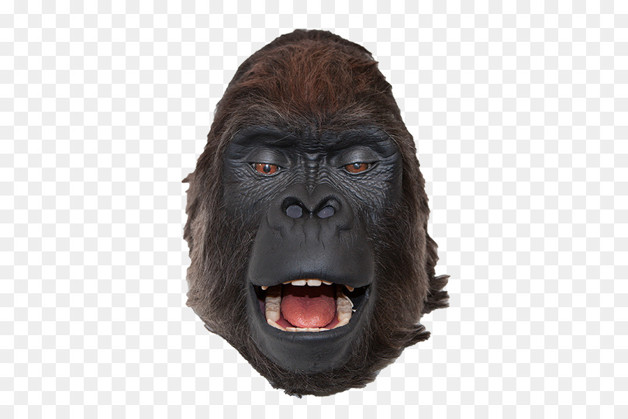 Gorila Ocidental，Chimpanzé PNG