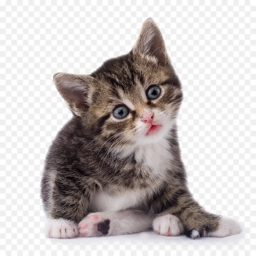 Gatinho，Gato PNG