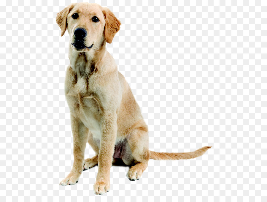 Cachorro，Filhote De Cachorro PNG