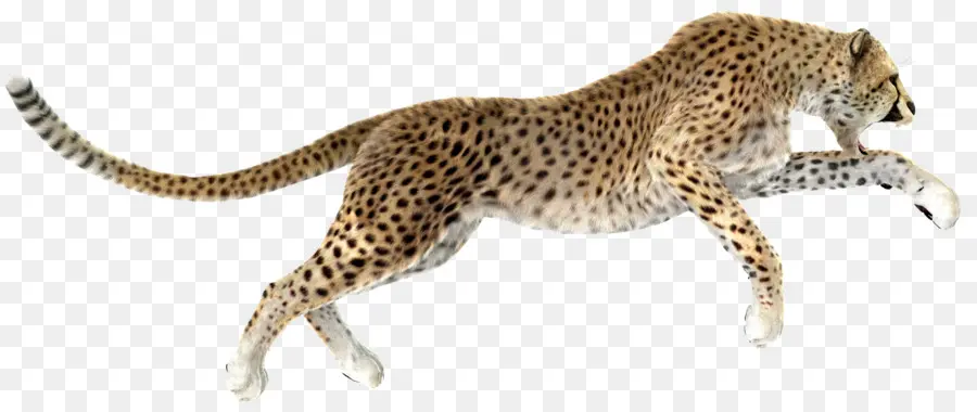 Cheetah，Leopard PNG