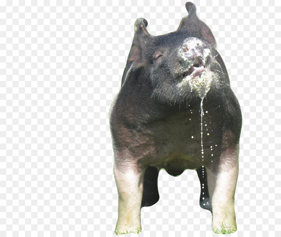 Porco，Urso PNG