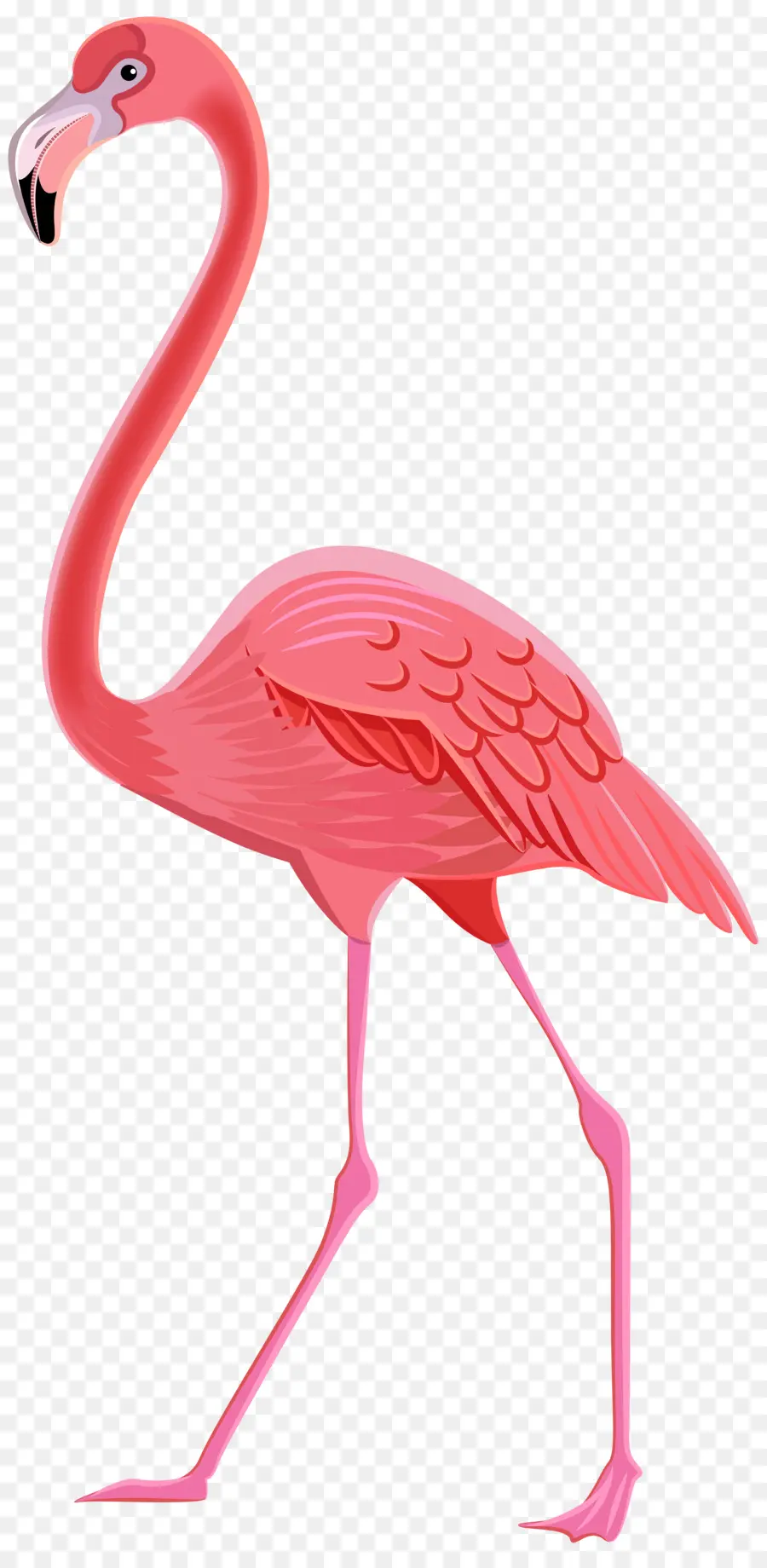 Flamingo，Desenho PNG