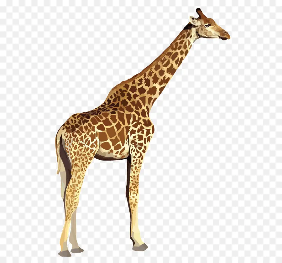 Girafa，Alto PNG