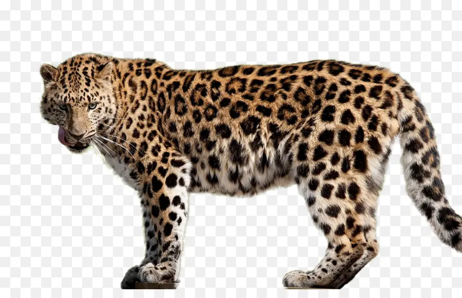 O Leopardo De Amur，Felidae PNG