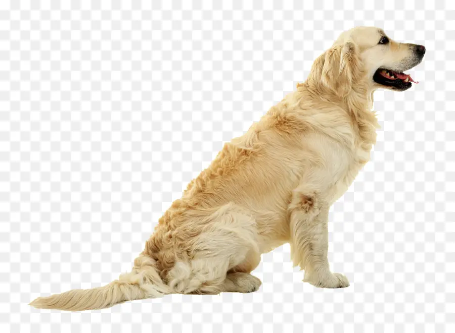 Golden Retriever，Cachorro PNG