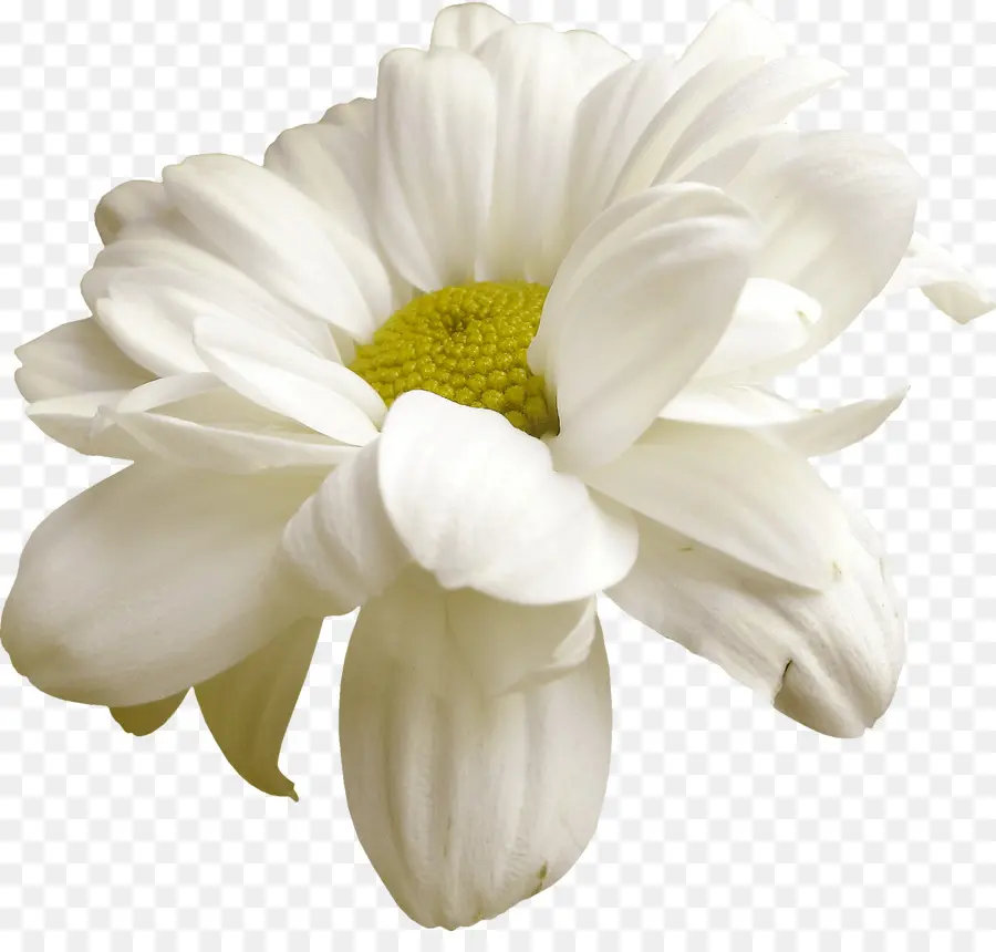 Flor，Páscoa PNG