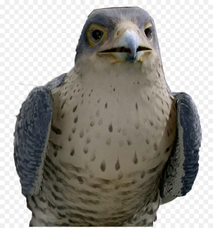 Margalo O Pássaro，Mal Falcon PNG