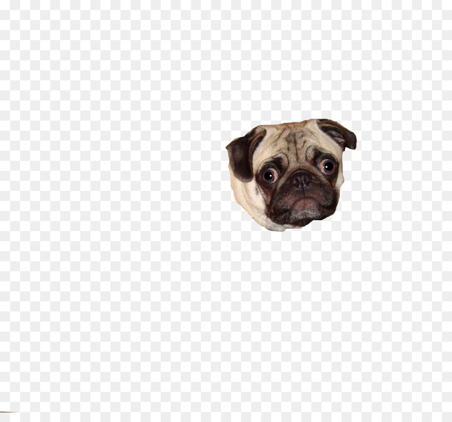 Cara De Pug，Cachorro PNG