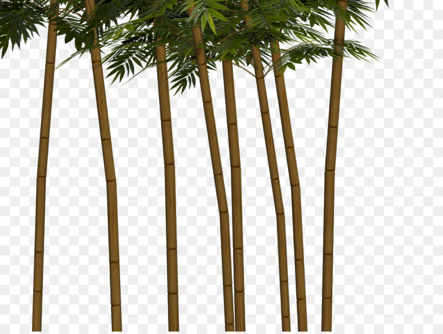 Bambu，Verde PNG