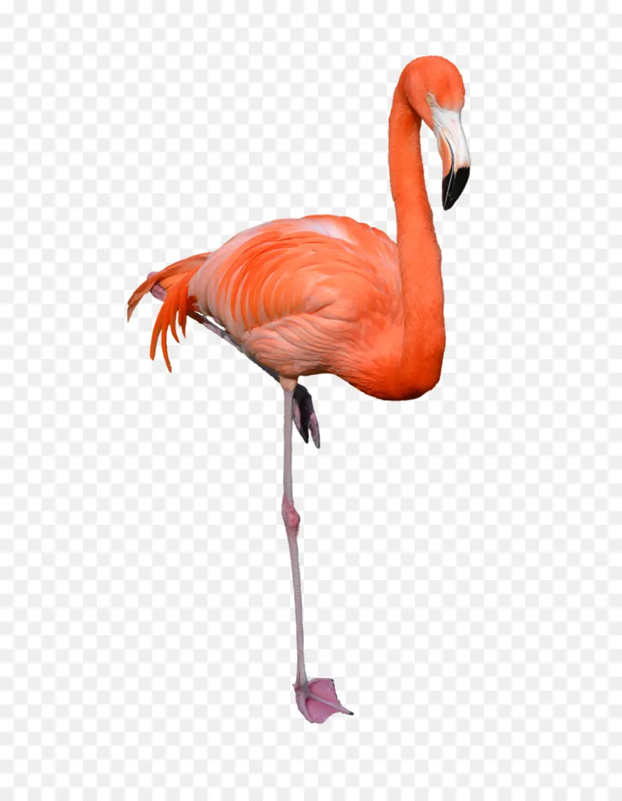 Flamingo Rosa，De Pé PNG