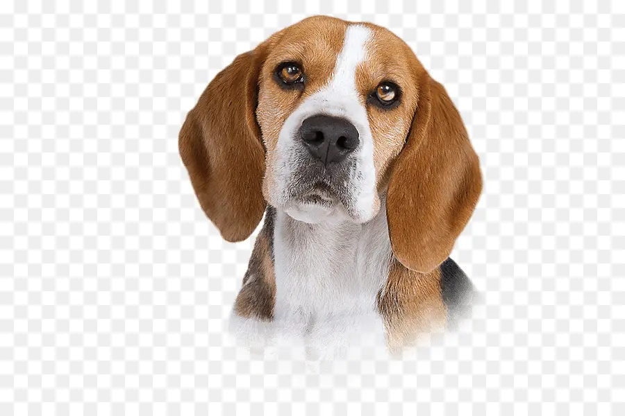 Beagle，Beagleharrier PNG