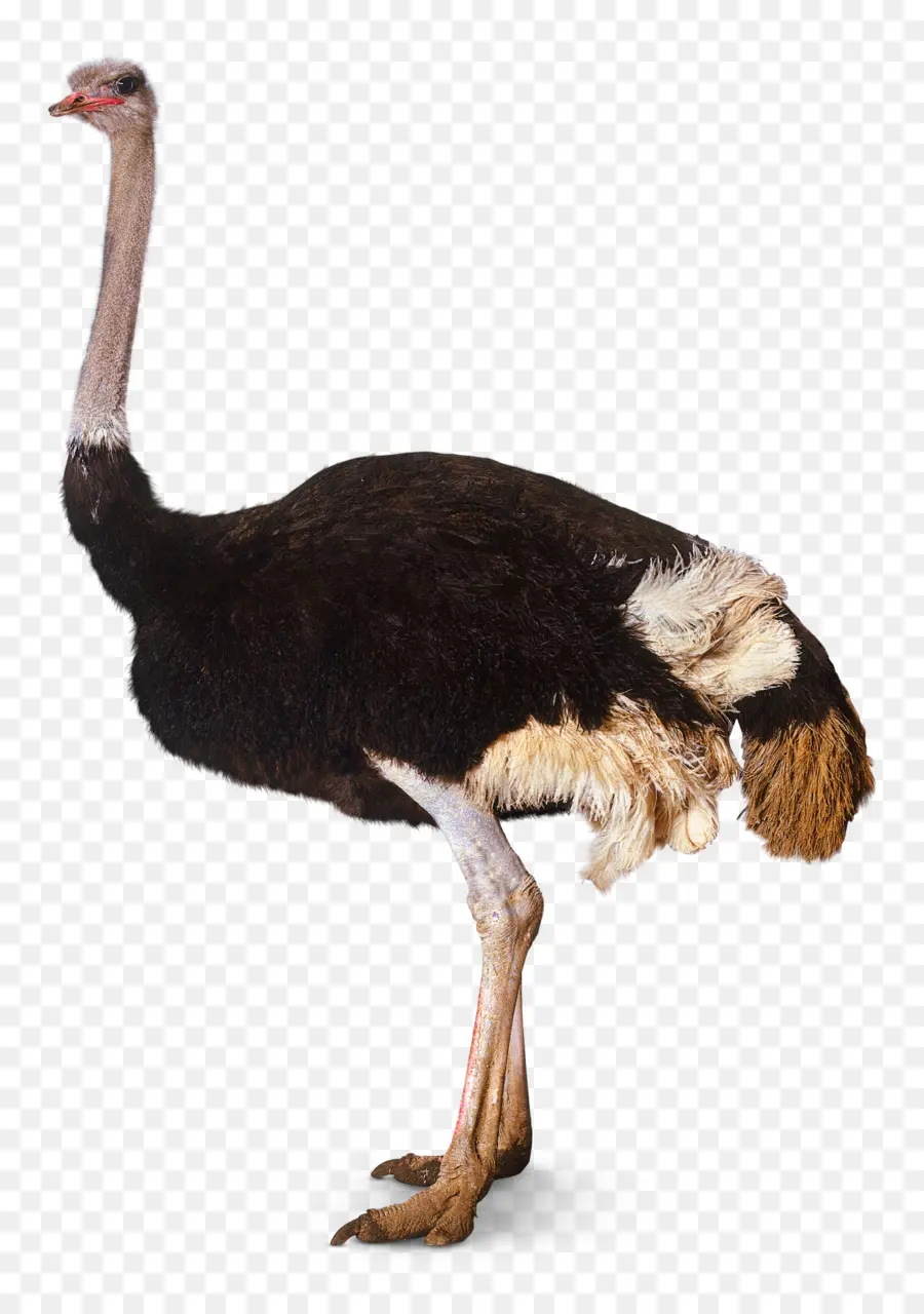 Avestruz，Pássaro PNG