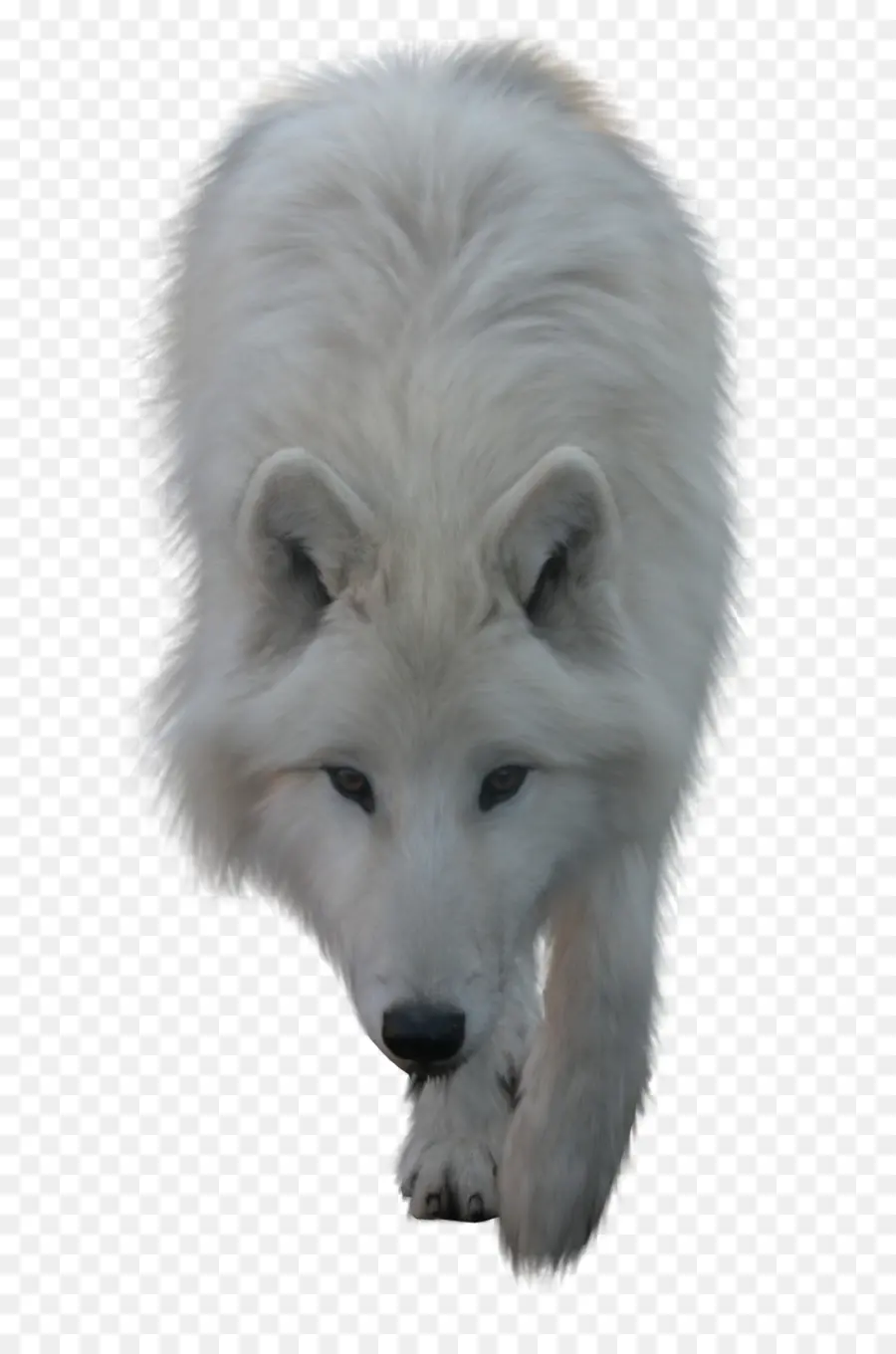 Arctic Wolf，Lobo Negro PNG