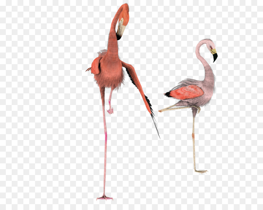 Flamingos，Rosa PNG