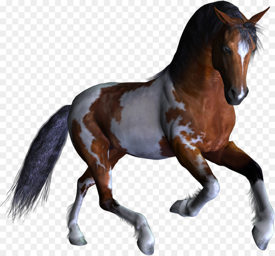 Potro，Cavalo PNG