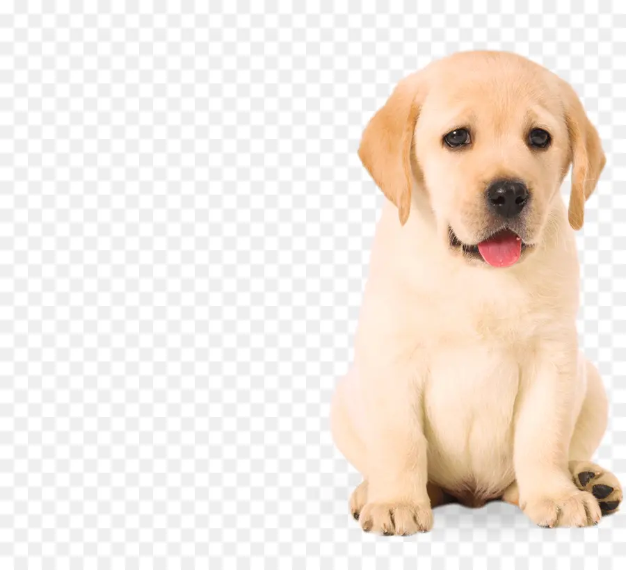 Labrador Retriever，Golden Retriever PNG