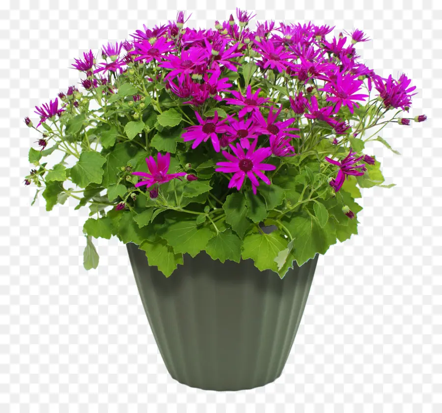 Flores Roxas，Planta Em Vaso PNG