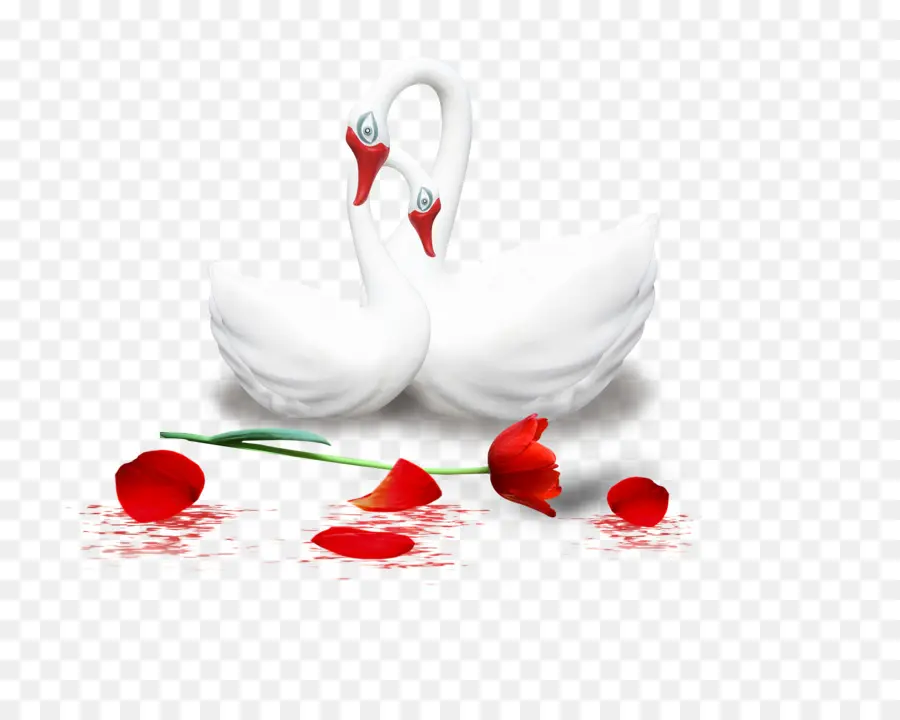 Cisnes E Rosa，Branco PNG