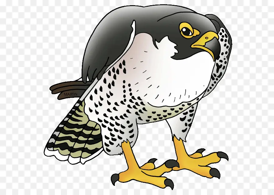 O Falcão Peregrino，Prairie Falcon PNG