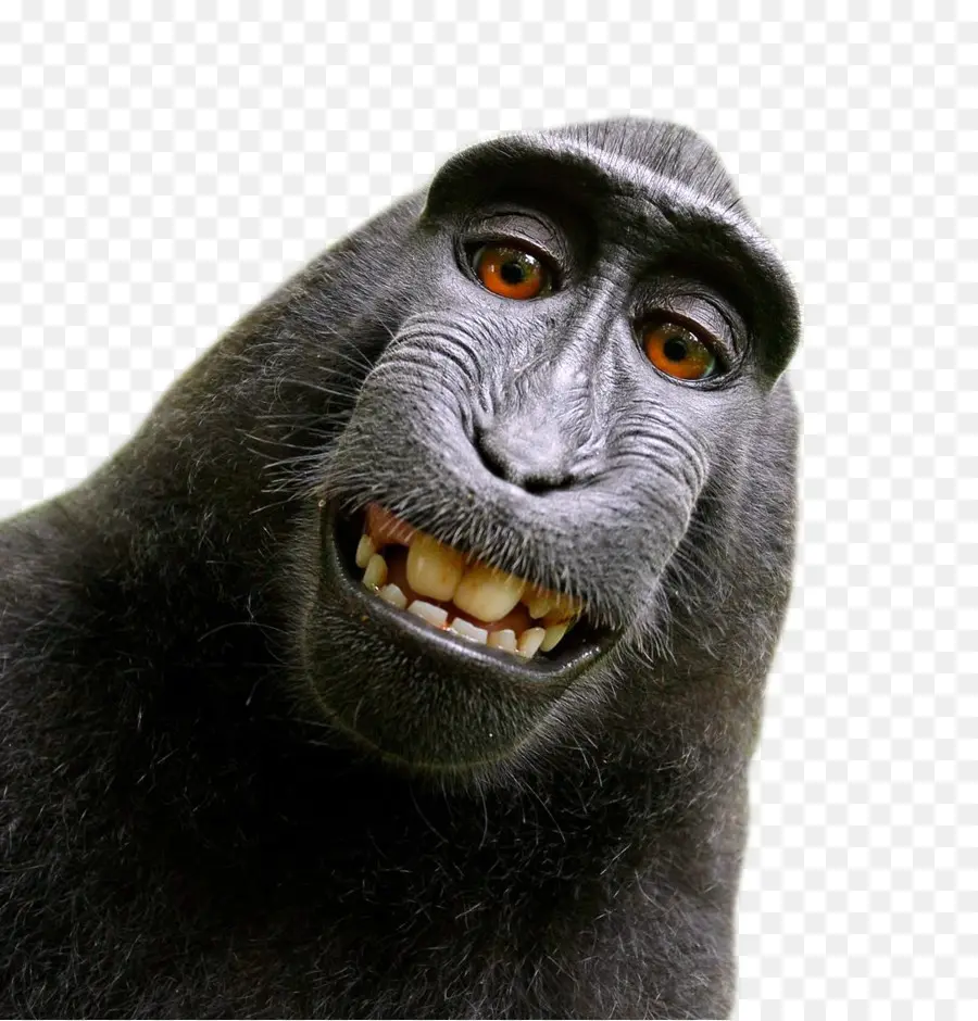Celebes De Macaco，Macaco Selfie PNG