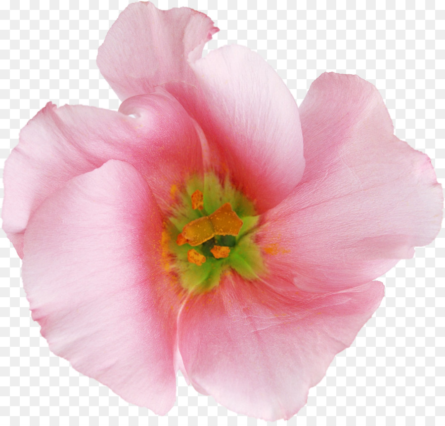 Flores Cor De Rosa，Pétalas PNG