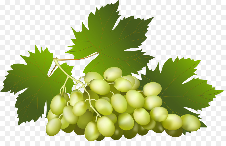 Uvas Verdes，Videira PNG