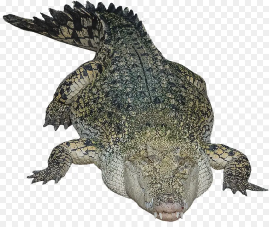 Crocodilo，Crocodilos PNG