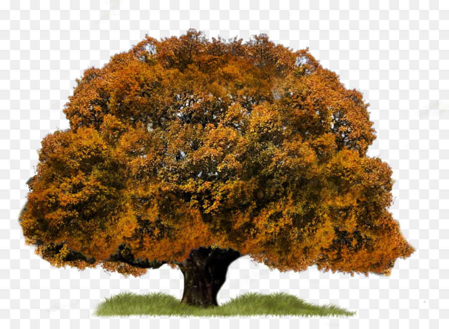 árvore，Designer PNG