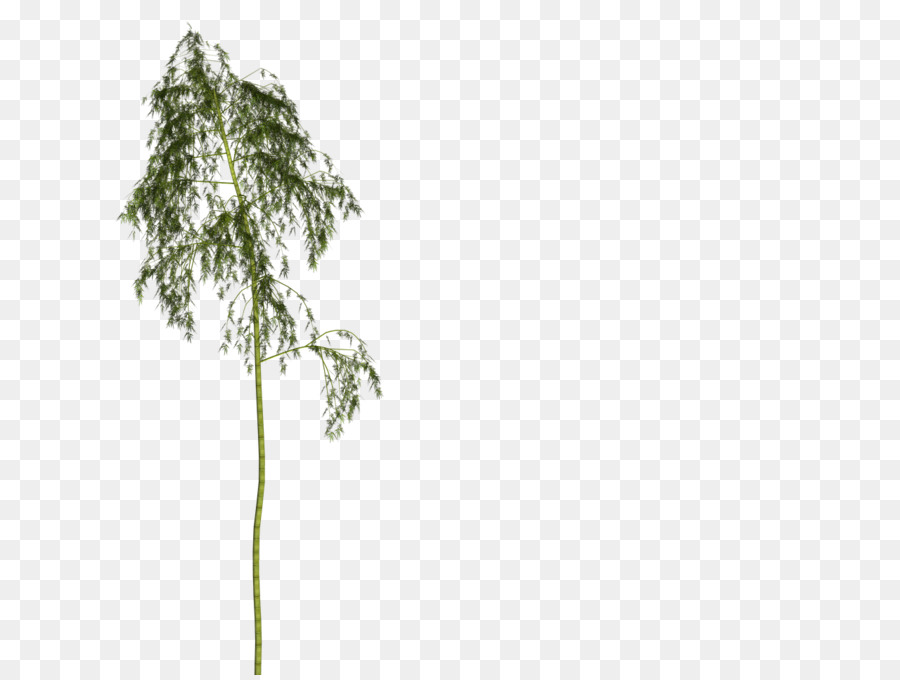 Bambu，Planta PNG