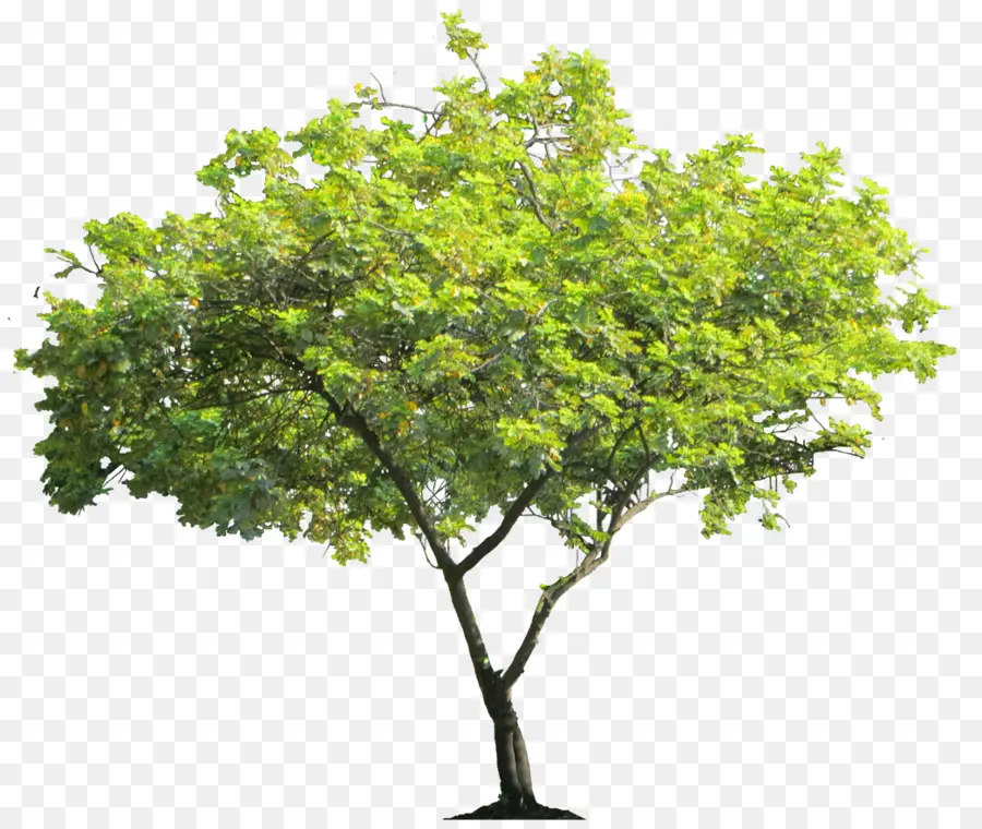Cercis Siliquastrum，árvore PNG