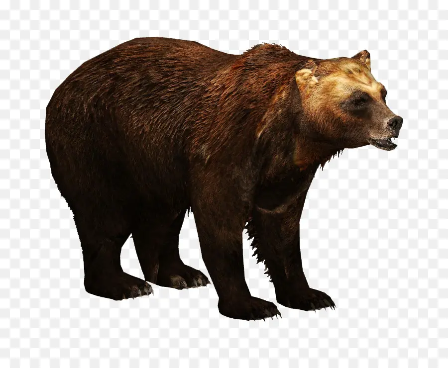 Urso Pardo，Urso PNG