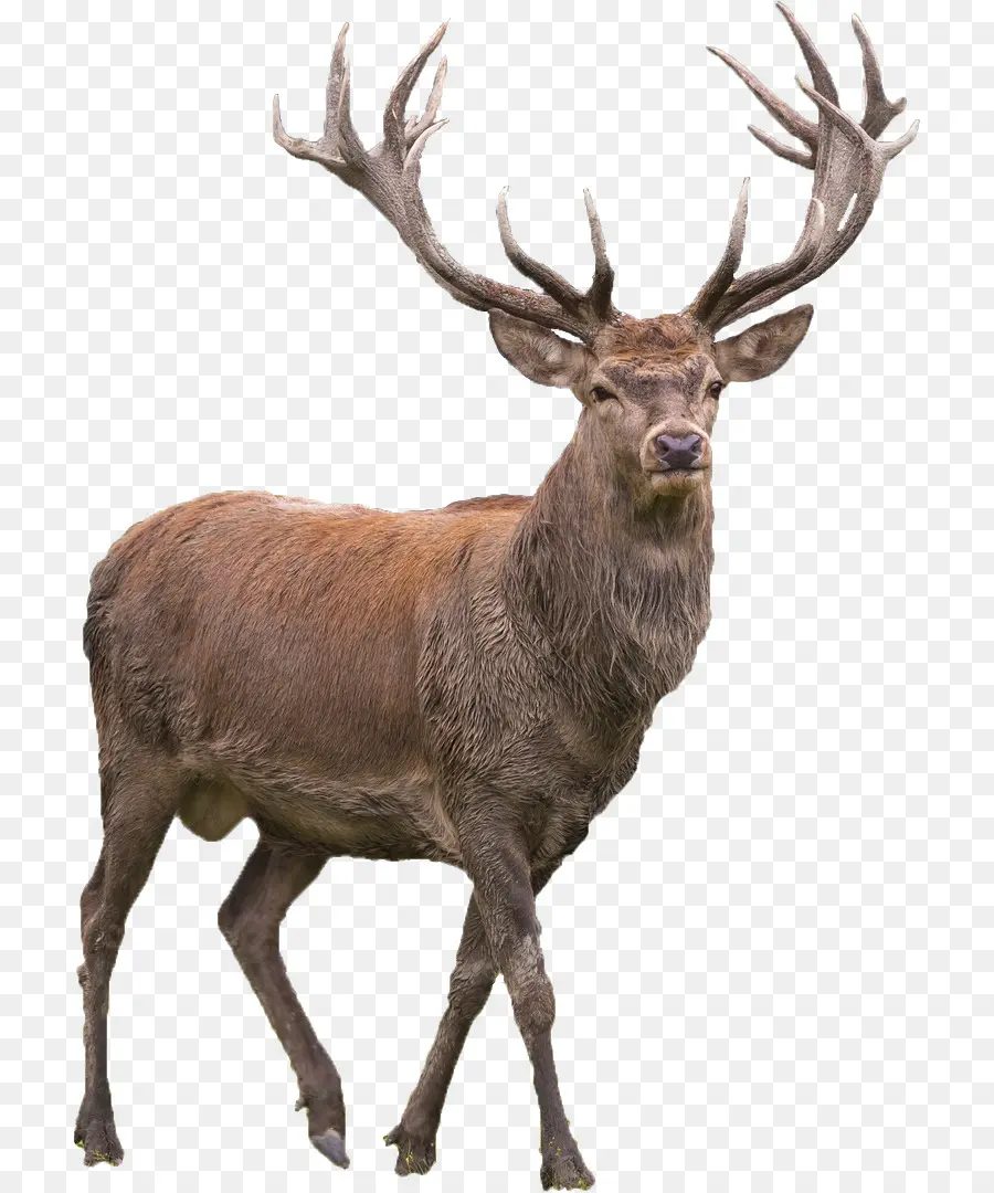 Veado，Elk PNG