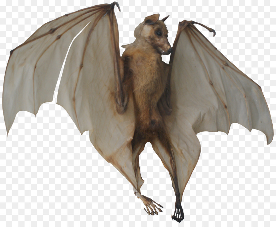 Bat，Morcego Vampiro PNG