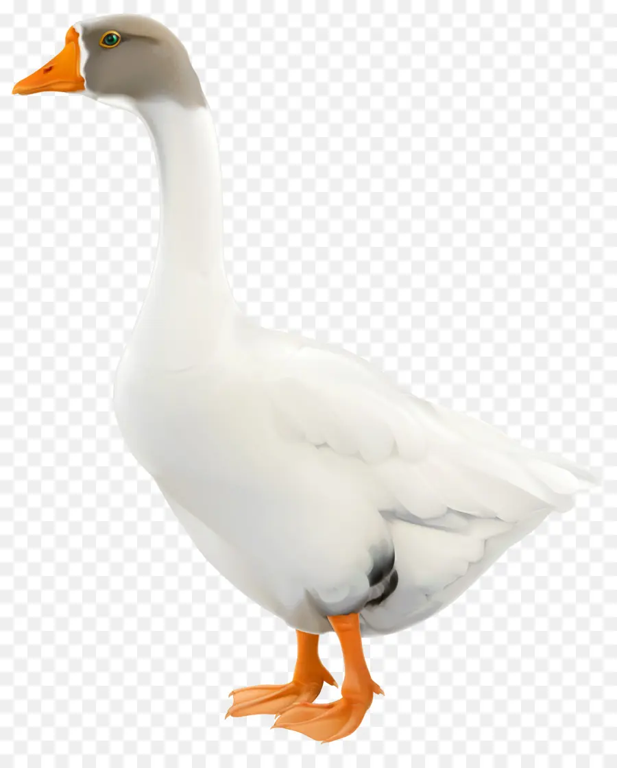 Ganso，Pato PNG