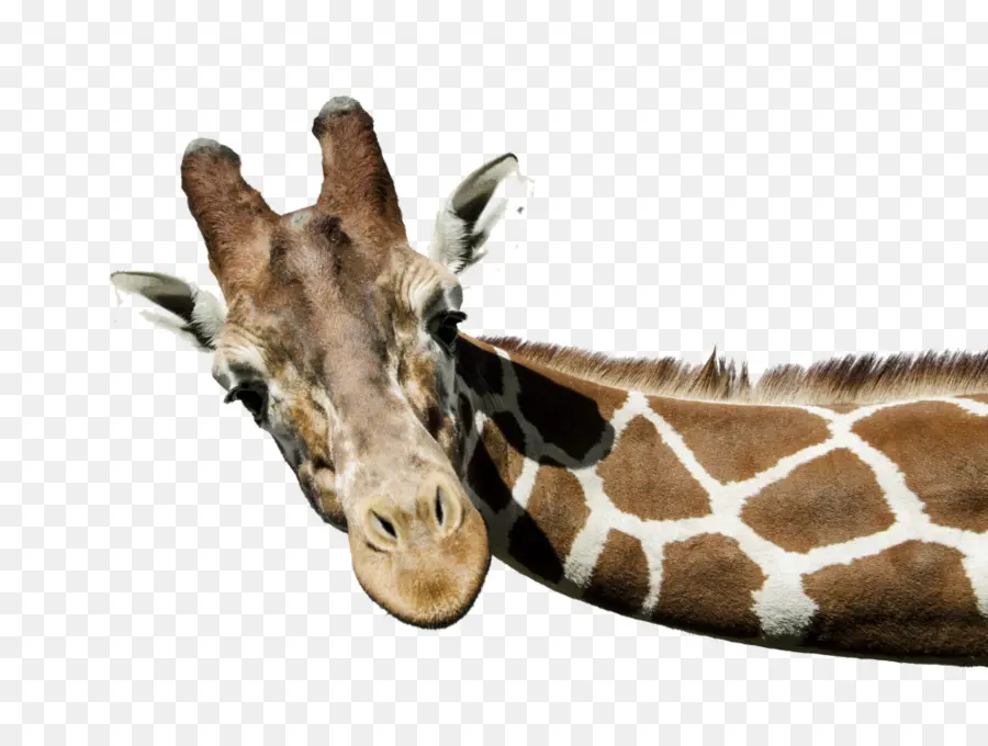 Girafa，Branco Girafa PNG