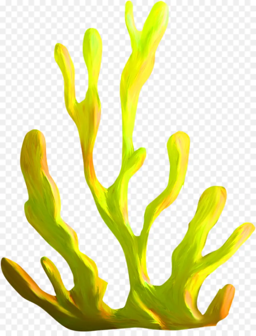 Algas，Coral PNG