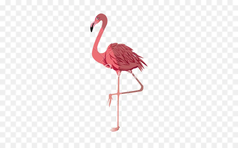 Flamingo，Pássaro PNG