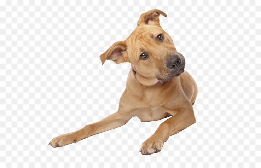 Yorkshire Terrier，Filhote De Cachorro PNG
