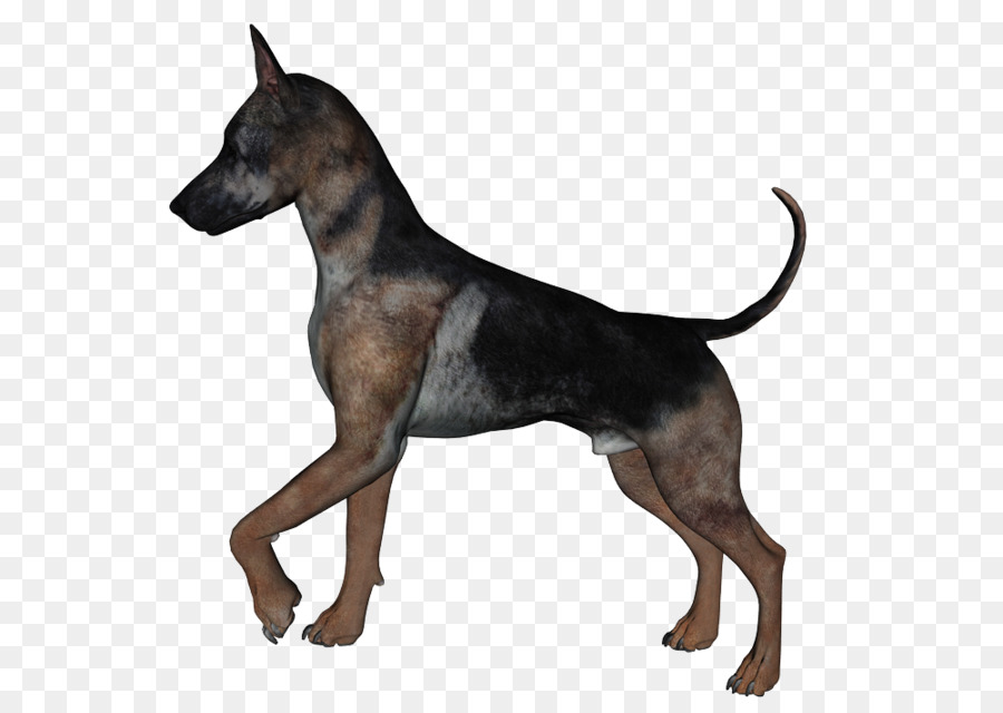Inglês Toy Terrier，O Manchester Terrier PNG
