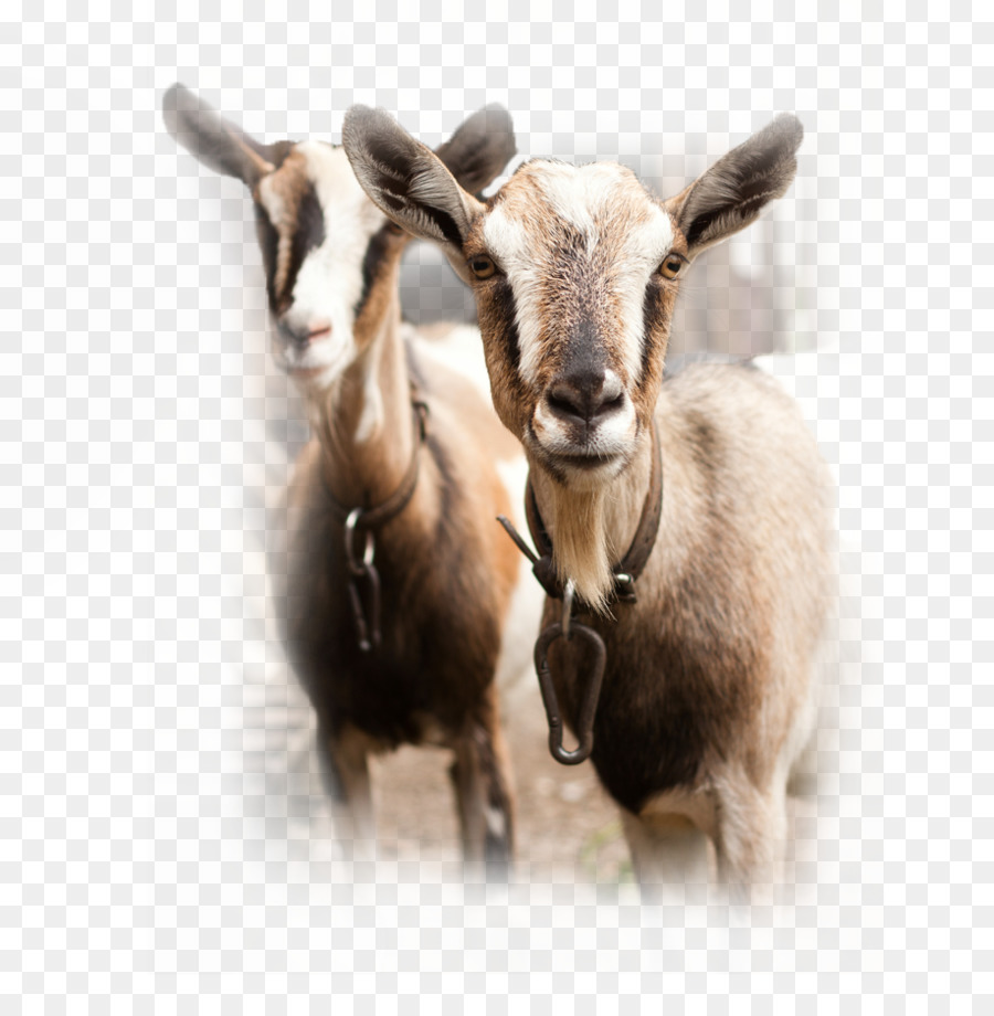 Cabras，Fazenda PNG